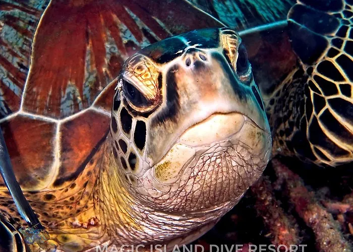 Magic Island Dive Moalboal