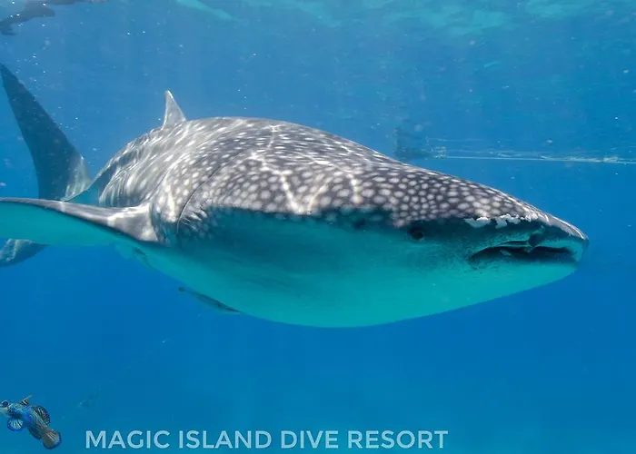 Resort Magic Island Dive 3*