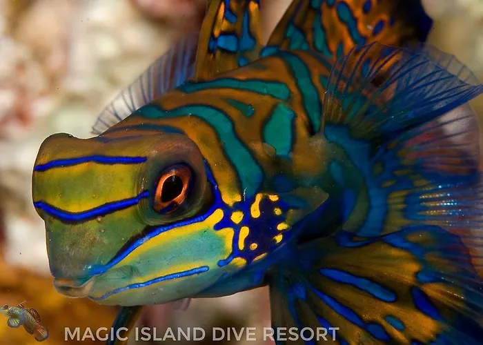 Magic Island Dive 3* Moalboal
